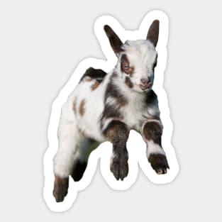 Bouncing Baby Goat 2 Sticker